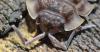 Oniscus asellus